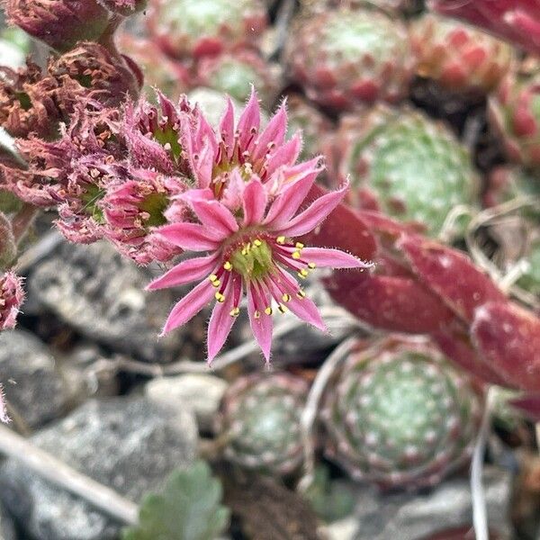 Sempervivum arachnoideum Fleur