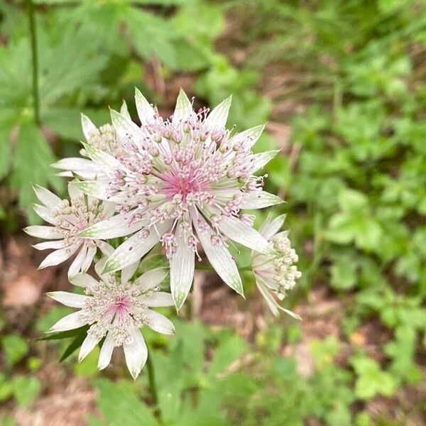 Astrantia major Žiedas