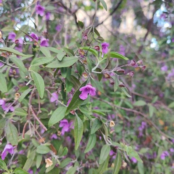 Prostanthera ovalifolia ফুল