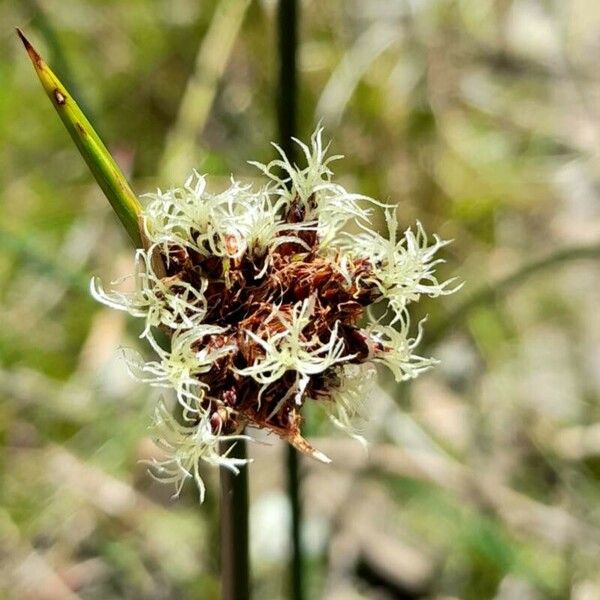 Bolboschoenus maritimus फूल