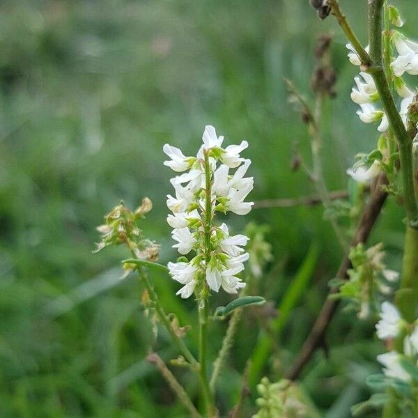 Melilotus albus Blodyn