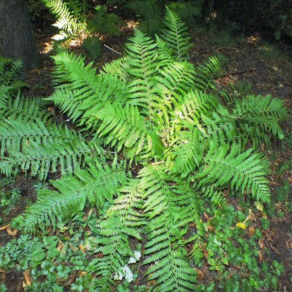 Dryopteris filix-mas Habitus