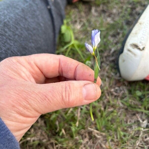 Sisyrinchium montanum Λουλούδι