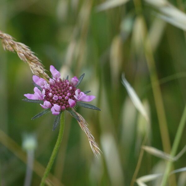 Scabiosa atropurpurea Floro