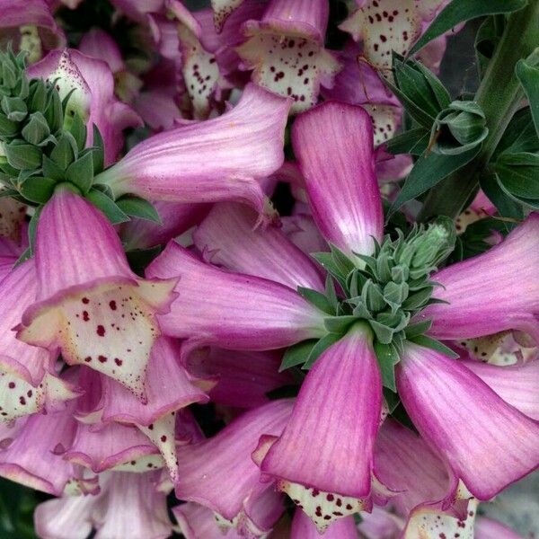 Digitalis purpurea फूल