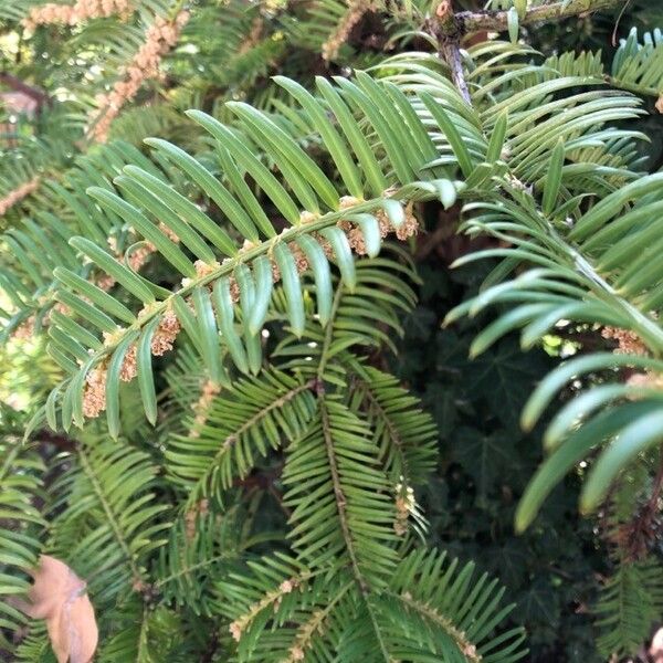 Cephalotaxus fortunei Leaf