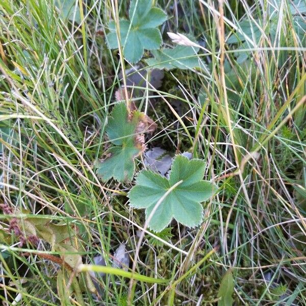 Alchemilla monticola Leaf