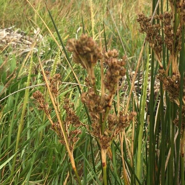 Juncus maritimus Žiedas