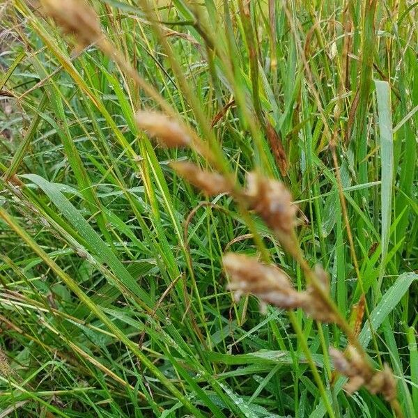 Eragrostis superba Lorea