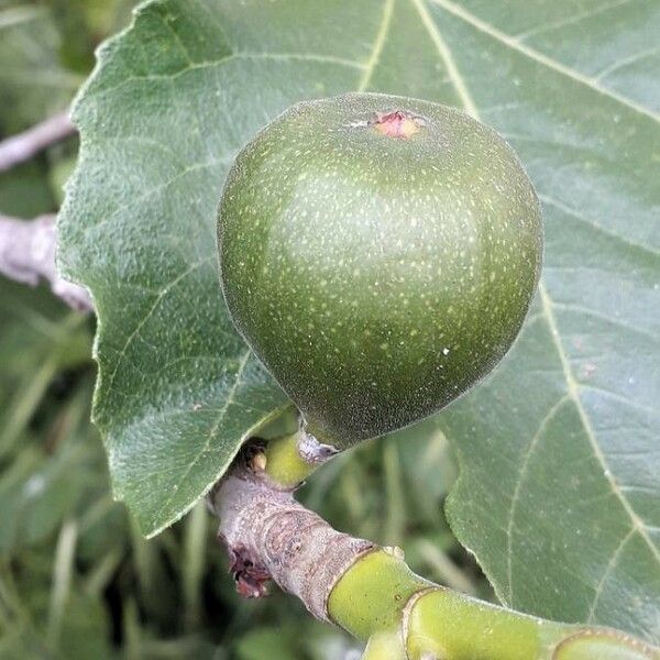 Ficus carica Fruit