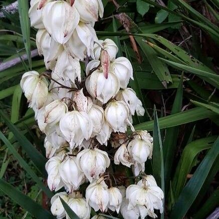 Yucca gloriosa Цвят