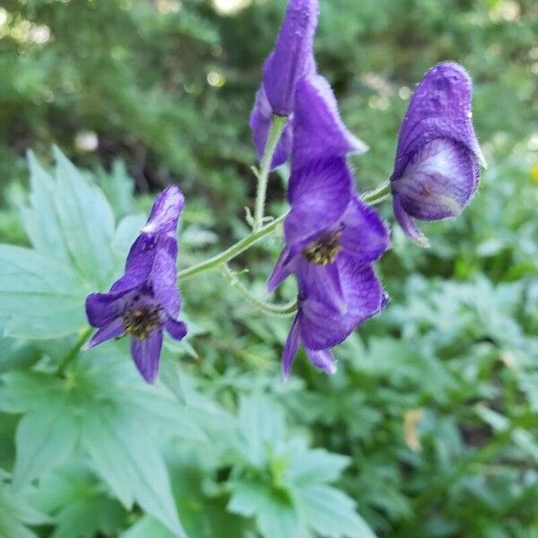 Aconitum columbianum Blomst