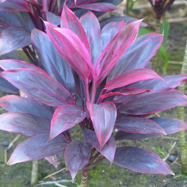 Cordyline fruticosa Fleur