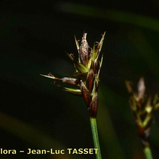 Carex microglochin Övriga