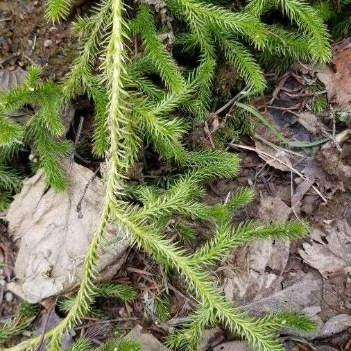 Lycopodium clavatum Liść