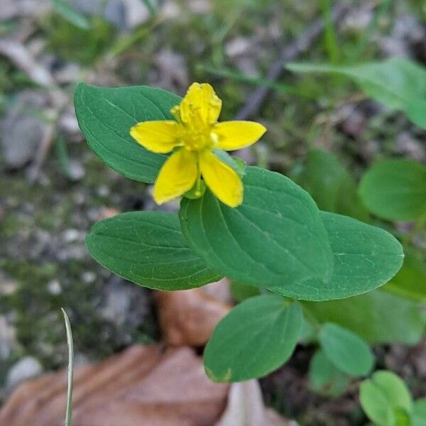 Hypericum humifusum Habitus