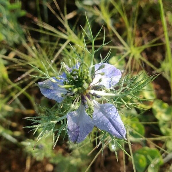 Nigella sativa Flor