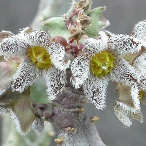 Apteranthes burchardii Žiedas