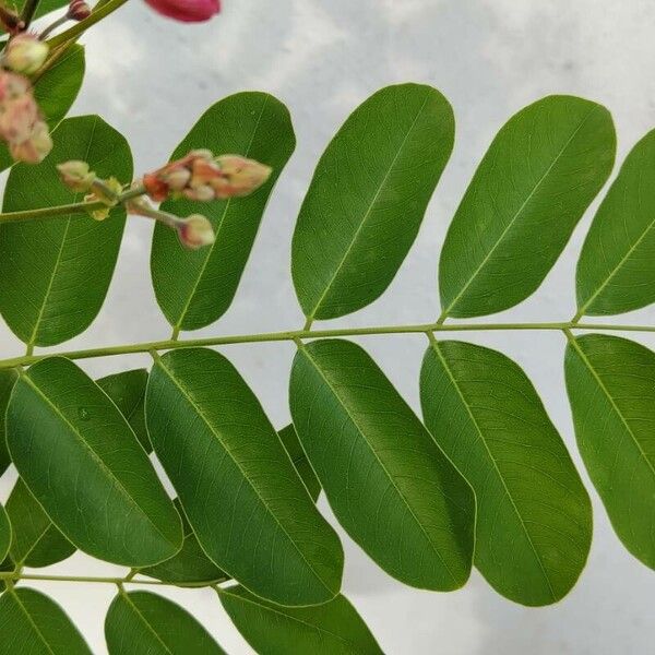 Cassia javanica Blatt