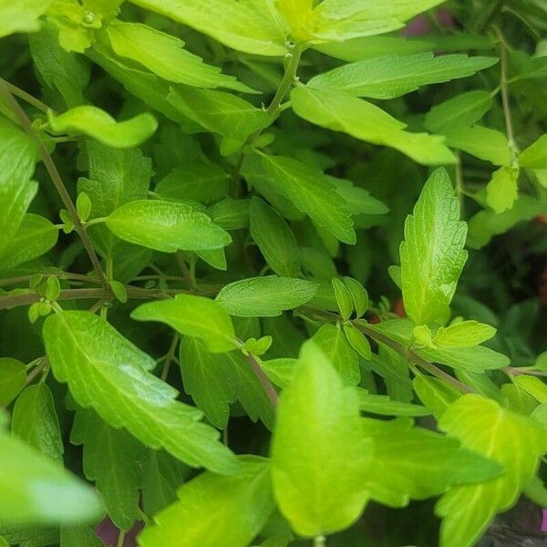 Caryopteris × clandonensis Blad