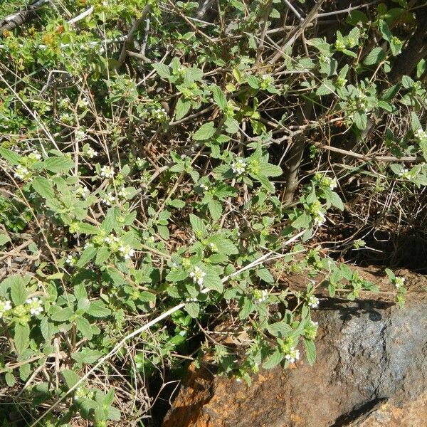 Lantana viburnoides Συνήθη χαρακτηριστικά