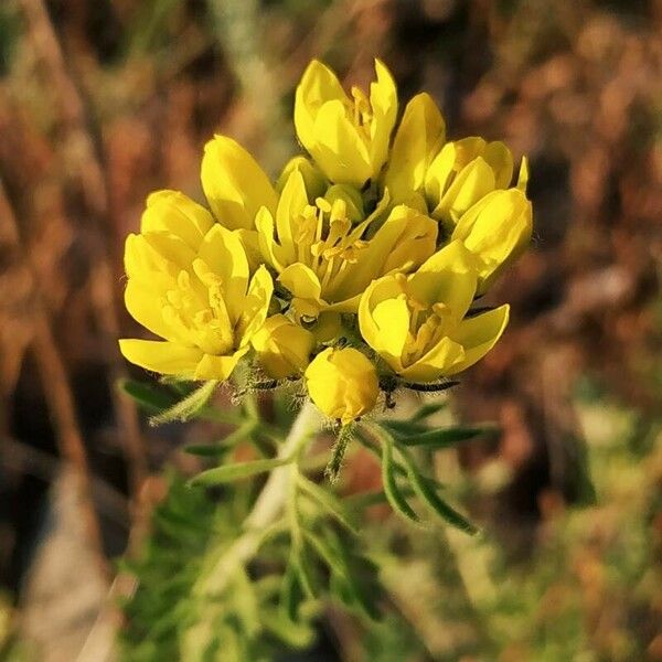 Haplophyllum linifolium Flower