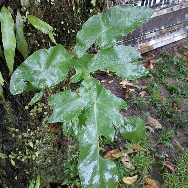 Tectaria heracleifolia Leaf