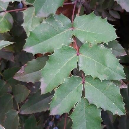 Berberis aquifolium 葉