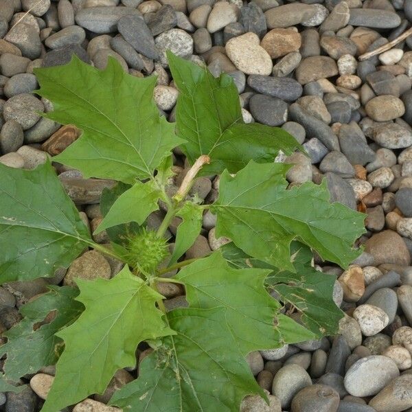 Datura stramonium Лист