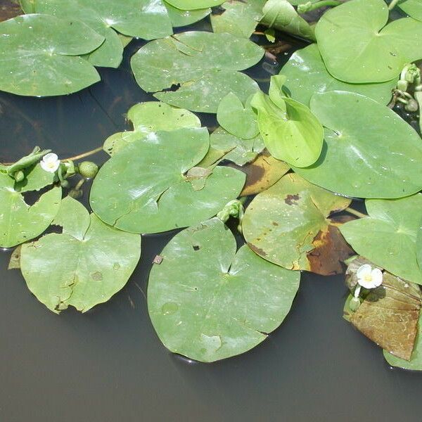 Sagittaria guayanensis Облик