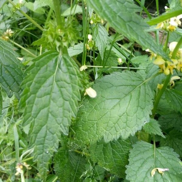 Lamium galeobdolon List