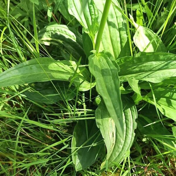 Gentiana pannonica Leaf