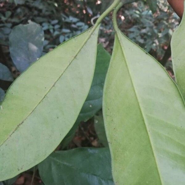 Garcinia kola Leaf