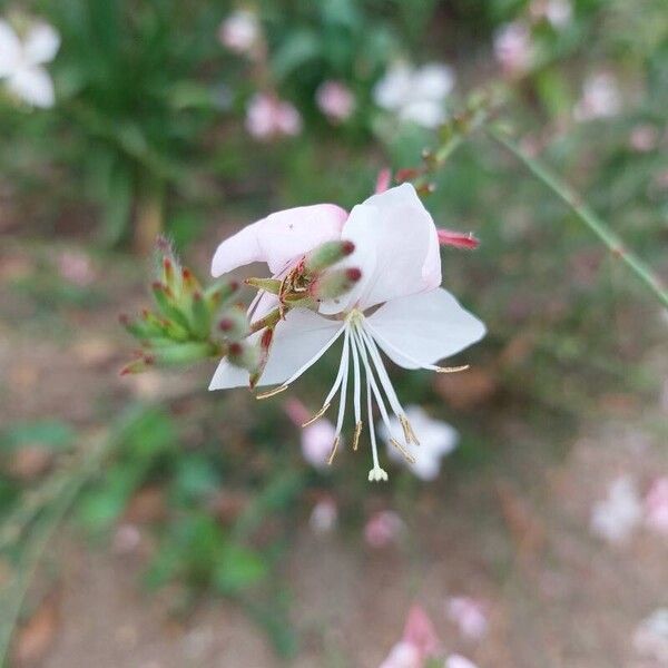 Oenothera lindheimeri Λουλούδι