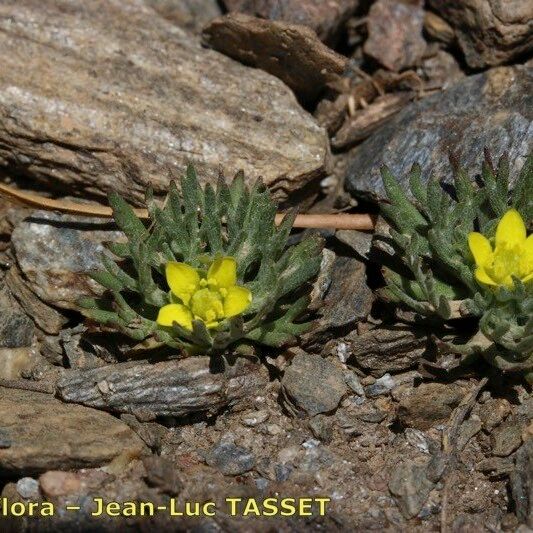 Ranunculus falcatus Хабит