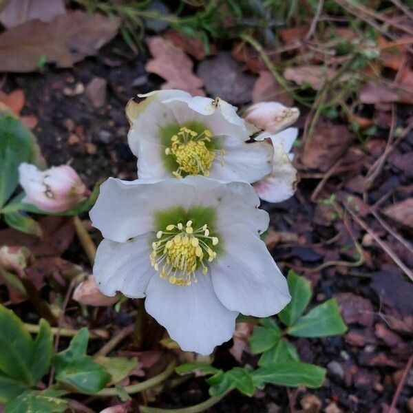 Helleborus niger Blomma