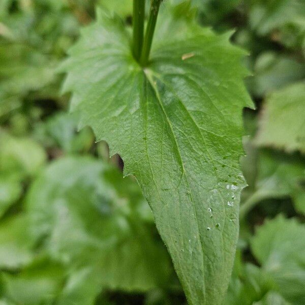 Doronicum plantagineum ഇല