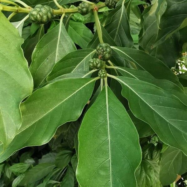 Morinda citrifolia Leaf