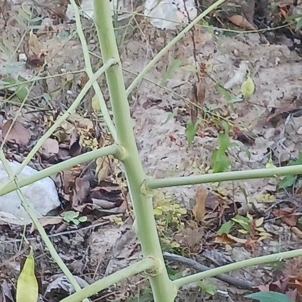 Sesbania drummondii Кора