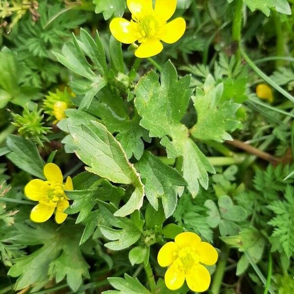 Ranunculus sardous Costuma