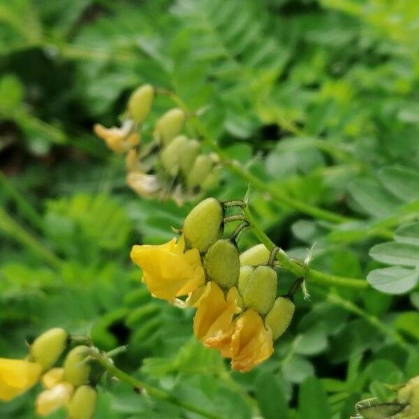 Astragalus penduliflorus Квітка