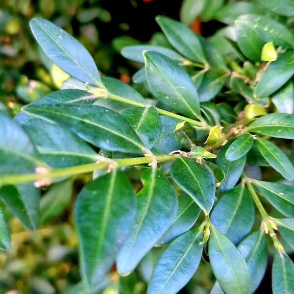 Buxus sempervirens Blad