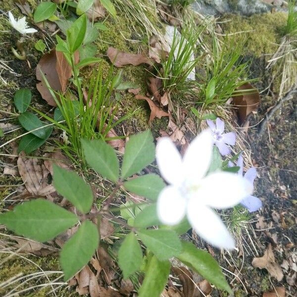 Anemonoides trifolia Habit