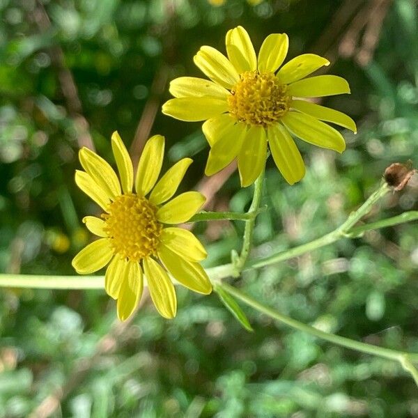 Jacobaea aquatica Blomst