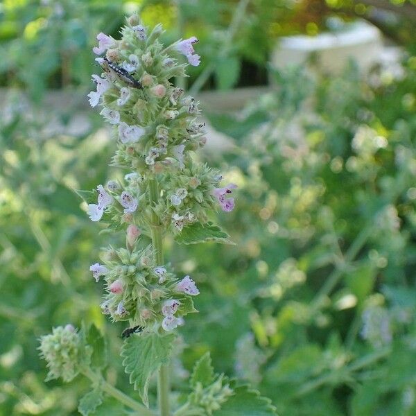 Nepeta cataria موطن