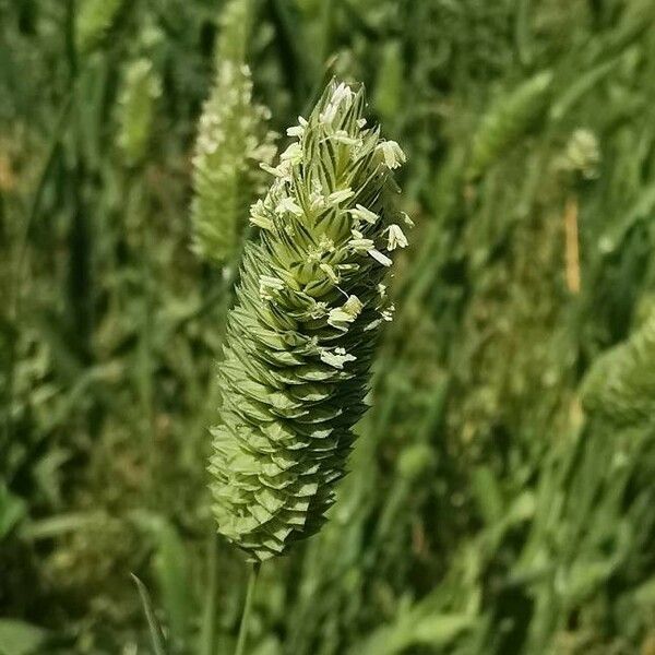 Phalaris minor Fleur