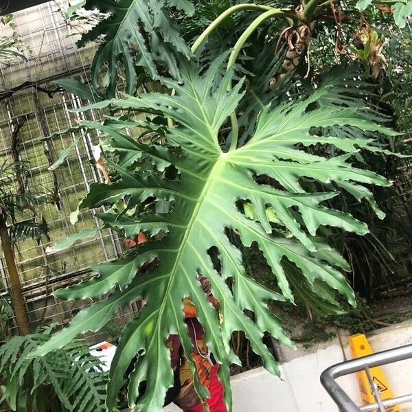 Philodendron bipinnatifidum পাতা