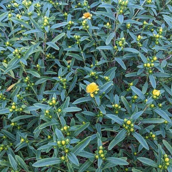 Hypericum prolificum Habit