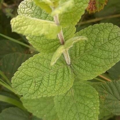 Mentha suaveolens Листок