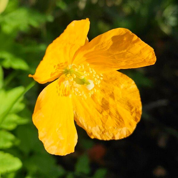 Papaver cambricum Кветка